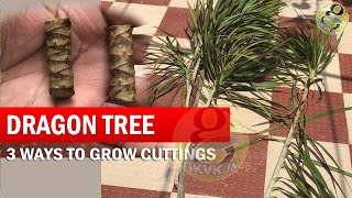 3 Ways to Grow Dracaena Plant From Cuttings  How to Propagate Dracaena Tree  Dragon Tree [upl. by Roydd]