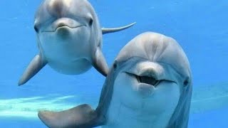 Dolphins Underwater Soothing Sounds for Relaxation meditation music 4 [upl. by Gloria650]