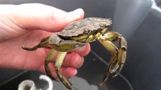 Crabbing in West Kirby Marine Lake Shore Crab Carcinus maenas [upl. by Imoan]