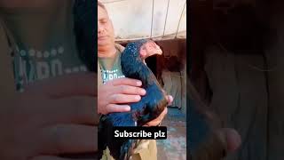 Beautiful thai maadiyoutubeshorts aseelmurga kingaseel bird viralshort pigeonbird [upl. by Encratia]