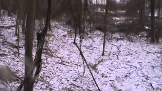 Rabbit Hunting with Beagles  Buck  Thorn  amp Gunner [upl. by Assej354]