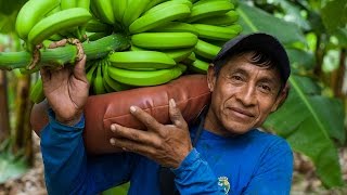 FairtradeBananen aus BioAnbau in Peru [upl. by Dorene]