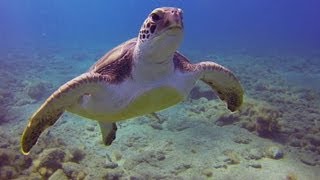 Tauchen Teneriffa  Playa Paraiso  El Puertito  Schildkröten [upl. by Seltzer]