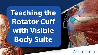 Teaching the Rotator Cuff with Visible Body Suite [upl. by Anaek480]