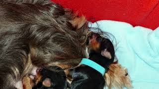 Blackys Yorkshire Terrier Welpen [upl. by Emile38]