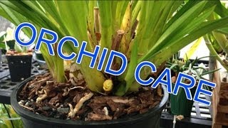 Cymbidium ORCHID CARE  How to Remove old bloom spikes trim Orchid leaves amp new Cymbidium growth [upl. by Phillips181]