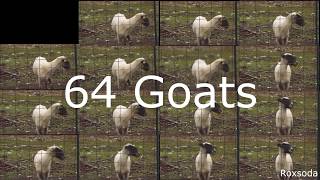 64 angry goats screaming together [upl. by Gnauq413]