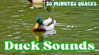 Duck Sounds  30 Minutes of Quacking relaxing [upl. by Alemac]