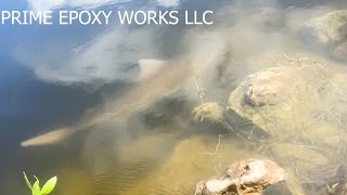 Baby bull shark spotted in lake in Florida park after Helene [upl. by Lally]