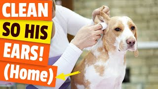 🤝HOW TO make a DOG EAR CLEANER homemade [upl. by Eednus920]