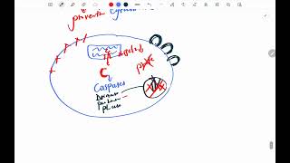 Pathology Review Apoptosis and Free Redicals completion of chapter 1 [upl. by Akeemat519]