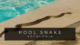 Dont Fear The Poolside Snake  Kefalonia Greece [upl. by Kinny]