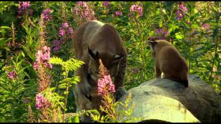 Der Harz Luchsfamilie HD [upl. by Gorges]