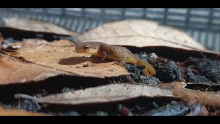 How to Feed Small Terrestrial NewtsSalamanders [upl. by Nonek337]