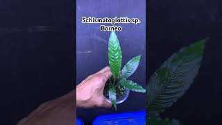 Schismatoglottis sp Borneo ホマロメナ nature homalomena houseplants plants indoorplants garden [upl. by Aerdnas]