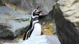 Magellanic penguin quotbrayingquot at Point Defiance Zoo amp Aquarium [upl. by Ignatz]