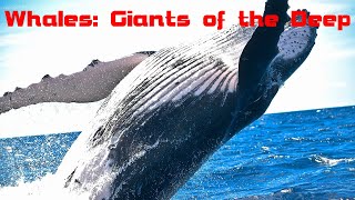 Whales  The Giants of the Deep [upl. by Francis]