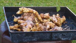 Harvesting Ginger Grown by a Larry Hall Method [upl. by Cobbie]