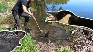 Unclogging Beaver Dam From Culvert Drainage Ditch  Attacked By Goose [upl. by Blanka674]