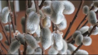 Pruning Pussy Willow by Pollarding Salix caprea or discolor [upl. by Tully657]