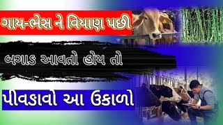 ગાયભેસ ને વિયાણ પછી બગાઙ આવતો હોય તો પીવઙાવો આ ઉકાળો dairyfarm cow પશુપાલન [upl. by Engvall]