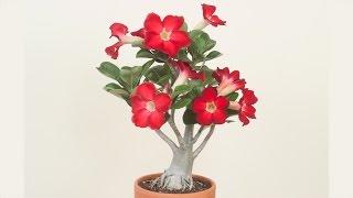 Desert Rose Plant How to Grow Desert Rose and Adeniums [upl. by Tivad103]