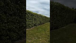 Beautiful Privet Hedges In Front Of Our House New Zealand shorts ytshorts youtubeshorts [upl. by Abie181]