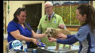 Veterinarian Dr Marty Becker shares ways to Reduce Fear Anxiety and Stress in Dogs [upl. by Nonnahs]