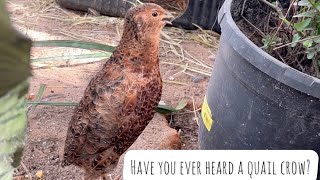 Quail Crowing It’s Such A Cute Animal Sound [upl. by Elmaleh]