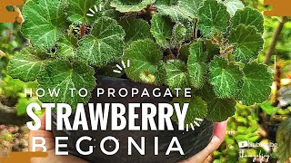 How To Propagate Strawberry Begonia  Strawberry Saxifrage Care [upl. by Ellicott822]