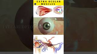 Muscles in eye eyeanatomy shorts short eyecareoptom eyes [upl. by Kamin532]