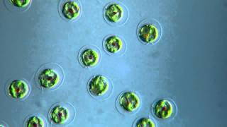 Algae Chlorophyta  Haematococcus pluvialis  DIC microscope  525 x [upl. by Servetnick]