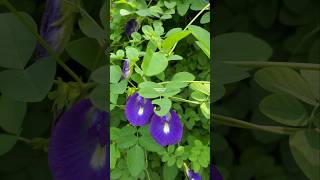 BUNGA TELANG TERNATE Atau Clitoria ternatea ‼ butterfly pea flowers bungatelang clitoriaternatea [upl. by Yelsnia248]