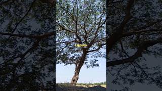 The origin and benefits of the lignum vitae tree shorts subscribe [upl. by Whitver262]