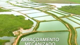 CRIAÇÃO DE TAMBAQUI EM RONDÔNIA NOVA ESPERANÇA [upl. by Joachima]