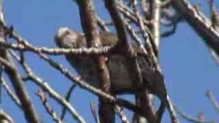 Browneared Bulbul [upl. by Clyde653]