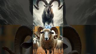 ANIMALS COMPARISON MAMMOTH VS TREX VULTUREOWL MARKHORDALL SHEEP animals treanding shorts [upl. by Irbmac]