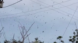 Le ciel nous est tombé sur la tête  La pluie daraignée [upl. by Seafowl]