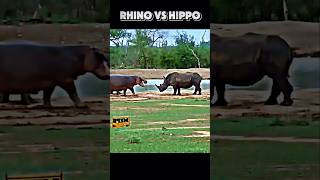 Rhino vs hippo trending animals viralvideo hippo rhino wildlife shorts youtubeshorts [upl. by Lenroc]