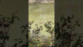 Muskrats oh the bike path [upl. by Eelyak]