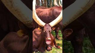 Cow comedy video 😅 2024 comedy video cow shorts funnycow [upl. by Hasseman]