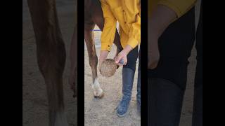 Cleaning the horses forelegs for a closer connectionexplore satisfying horse equestrian [upl. by Athalia723]