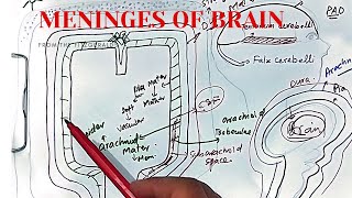 Meninges of brain and spinal cord anatomy  dura mater arachnoid mater  pia mater  CSF [upl. by Hnoj82]