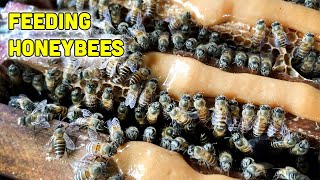 Feeding Honeybees to Prepare for the Winter [upl. by Finnie]