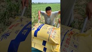 Fertilizing corn seedlings process farming [upl. by Ylenats442]