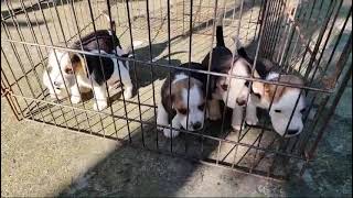 Beagle puppys 22 days old [upl. by Lawford924]