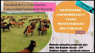 Mesenterio linfonódulos y vasos mesenteriales del caballo [upl. by Raama]