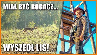 Miał być rogacz wyszedł [upl. by Josee]