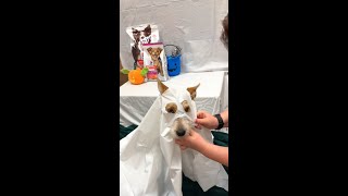 Treating Adoptable Pets to A Spooky Surprise at the PetSmart Adoption Center [upl. by Mitzl]