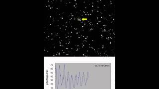 Suprachiasmatic Nucleus Cell Autonomy and Network Properties Supplemental Video 1 [upl. by Lyris]